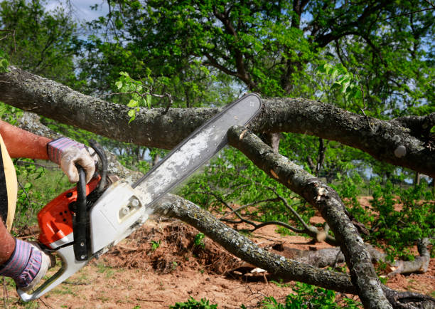 Best Tree Health Inspection  in Coppell, TX